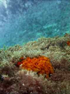 橙色太阳珊瑚