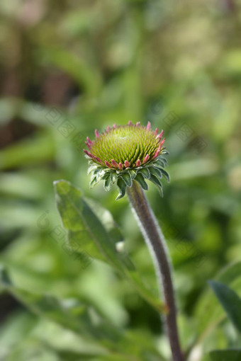 松果<strong>菊</strong>美味的糖果