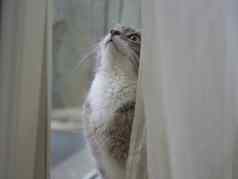 关闭可爱的有趣的灰色的索马里猫伤心窗口