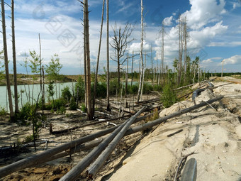 deforestration影响<strong>萃取</strong>行业环境摧毁了木管道