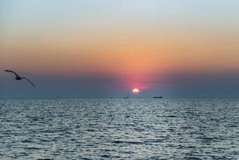 海鸥飞行海背景美丽的太阳