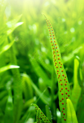 蕨类植物叶子孢子蕨类植物叶子热带雨林