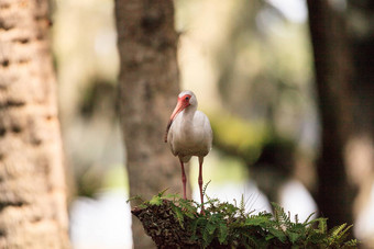 美国白色鸟尤多西莫斯阿不思·涉水鸟栖息