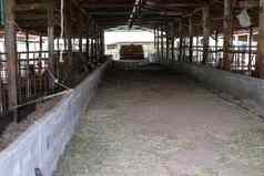 牛摊位牛棚农场牧场农业牲畜