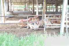 牛摊位牛棚农场牧场农业牲畜