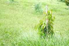 榴莲植物树日益增长的果园农场