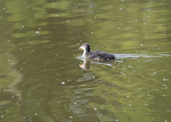 可爱的ducling婴儿鸡欧亚傻瓜Fulica阿特拉常见的傻瓜游泳绿色池塘水复制空间