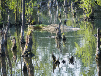 水表面沼泽绿色湖干日志树干树春天边疆地区水景观金小时