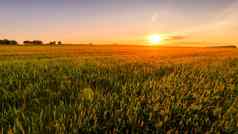 日落日出农业场耳朵年轻的绿色小麦阳光明媚的一天射线太阳推云