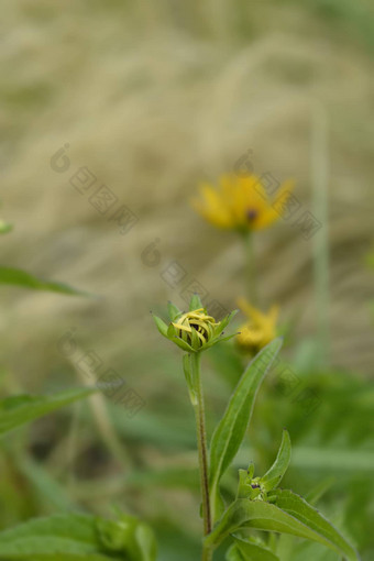 金塔松果菊