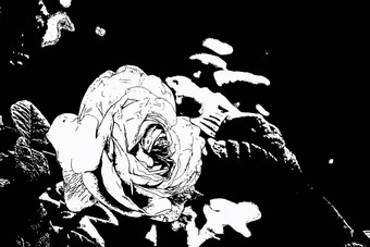 轮廓玫瑰花黑色的白色