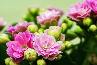 粉红色的花长寿种类多汁的植物家庭