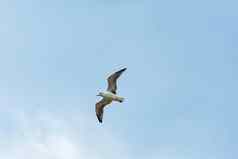 飞行海鸥传播翅膀蓝色的天空