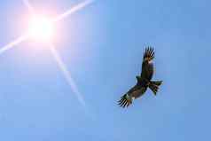 沙漠鹰翱翔天空背景清晰的天空明亮的太阳搜索猎物