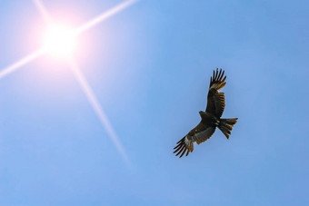 沙漠鹰<strong>翱翔天空</strong>背景清晰的<strong>天空</strong>明亮的太阳搜索猎物