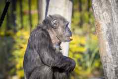 黑猩猩休息阳光距离
