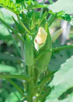 特写镜头秋葵现esculentus花味蕾豆荚提高了床上花园达拉斯德州美国