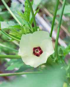 浅景深开花秋葵现esculentus花豆荚提高了床上花园达拉斯德州美国