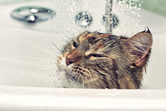 湿猫浴