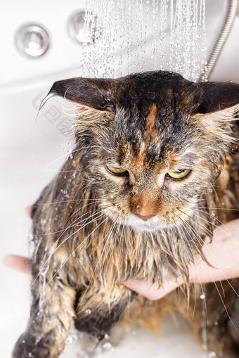 湿猫浴