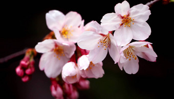真正的粉红色的樱花花樱桃开花特写镜头