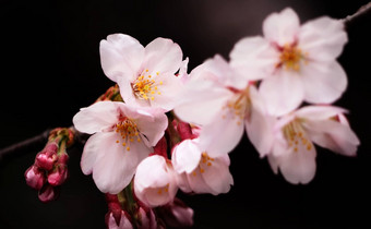 真正的粉红色的樱花花樱桃开花特写镜头