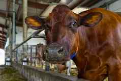 橙色牛农场红色的牛吃有稳定的牛棚乳制品牛乳制品农场农业行业农业动物畜牧业概念