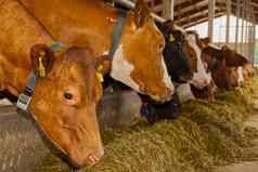 橙色牛农场红色的牛吃有稳定的牛棚乳制品牛乳制品农场农业行业农业动物畜牧业概念
