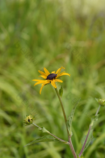 金塔松果菊