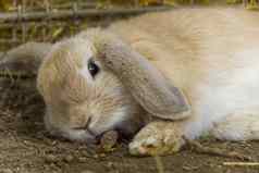 可爱的毛茸茸的兔子有灰色的兔子干草