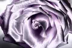 玫瑰花淡紫色花瓣关闭