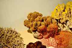 色彩斑斓的珊瑚水下物种生活鱼