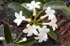 盛开的马达加斯加茉莉花千金子藤自然