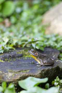 青蛙坐着岩石花园池塘包围绿色叶子