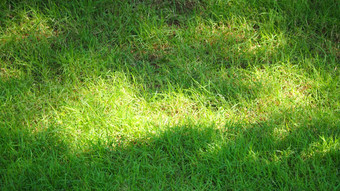 模糊的图片真正的自然绿色草场