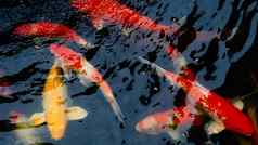 美丽的色彩斑斓的日本锦 鲤鲤鱼鱼