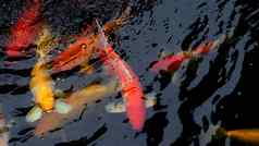 美丽的色彩斑斓的日本锦 鲤鲤鱼鱼