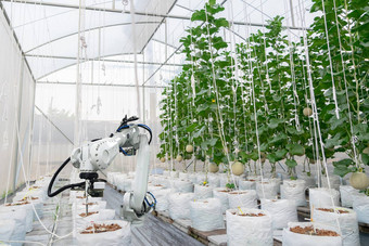 聪明的农业水果瓜数字农业机器人手臂