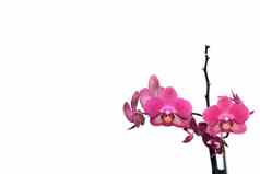 邀请卡假期粉红色的兰花花白色背景孤立的白色背景免费的的地方文本