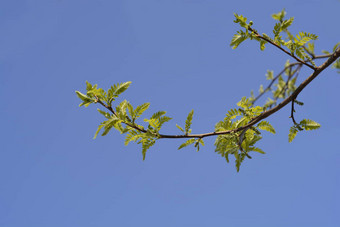 无刺的蜂蜜<strong>蝗虫</strong>