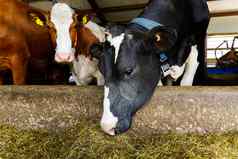黑色的白色牛农场牛吃有稳定的牛棚乳制品牛乳制品农场农业行业农业动物畜牧业概念