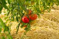 有机西红柿温室成熟的西红柿准备好了选择温室日益增长的西红柿首页首页园艺