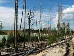 环境问题概念摧毁了森林结果人类工业活动