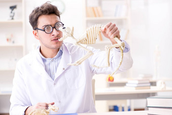 有趣的疯狂的学生医生研究动物骨架