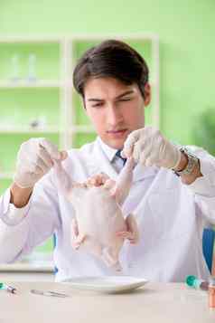 实验室助理测试转基因生物鸡