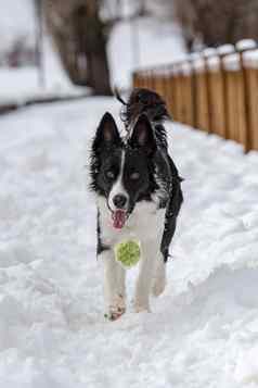 可爱的可爱的黑色的白色边境牧羊犬肖像白色雪使用