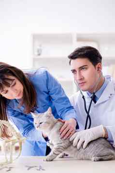 猫检查兽医诊所