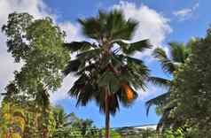 美丽的棕榈树海滩热带天堂islan