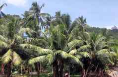 美丽的棕榈树海滩热带天堂islan