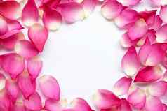 框架使粉红色的莲花花瓣花白色背景